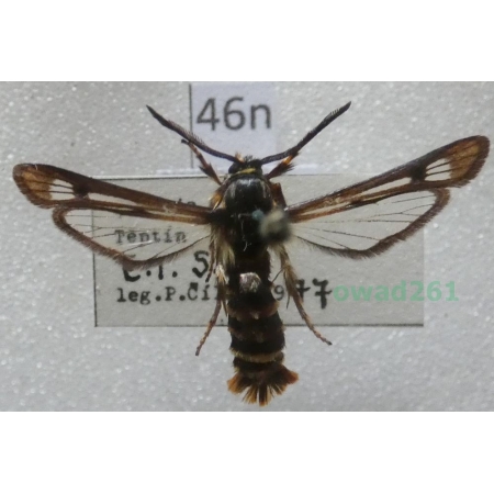 Pennisetia hylaeiformis (Laspeyres, 1801) Czech46n